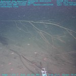 A Lonely Tree Far From Home Brings New Life to the Ocean Deep: A Narrative in Five Acts