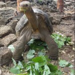 Encomium: Lonesome George