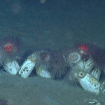 NE Pacific Expedition Day 11