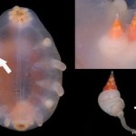 Sea Pigs