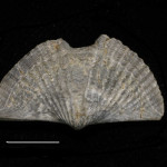 These are a few of my favorite species: almost zombie like brachiopods