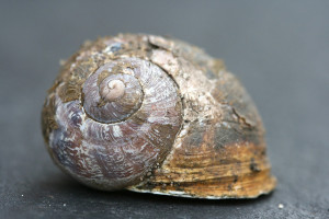 (CC-licensed image from Flickr)