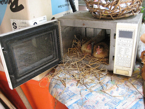 Don't try this with chickens (CC-licensed images from Flickr)