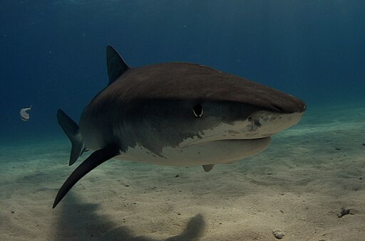 Tigershark