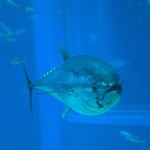 Detectable but not hazardous: radioactive marine life of Fukushima