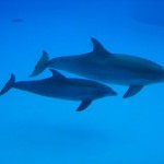 Here’s how you can tell that the “shark” photobombing kids is actually a dolphin