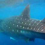 A whale and a whale shark walk into a bar…