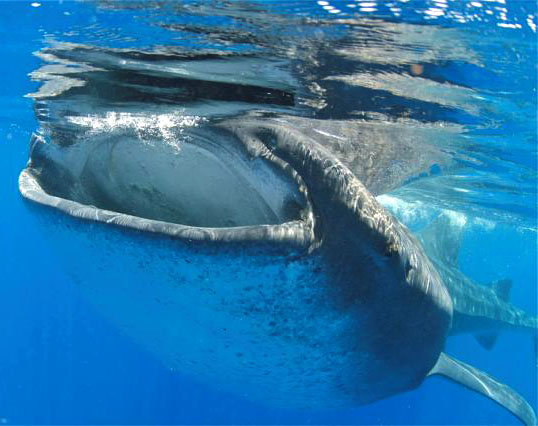 Afuera underwater