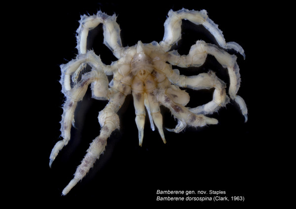 Bamberene Image A4