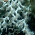 From Depths Unknown: Deciphering the Origins of Deep-Sea Biodiversity