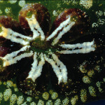 Female Urochordates Have Few, If Any, Inhibitions