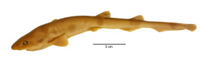 Bythaelurus_tenuicephalus