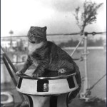 “I can haz capstan ride?” Cats at sea!