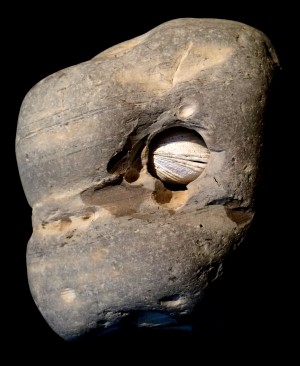 Warty-necked Piddock bored into a chunk of the Purissima Mudstone of Central California by D.J. Long/Deep Sea News