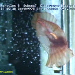 The 27 Best Deep-Sea Species #20: Swimming Sea Cucumbers