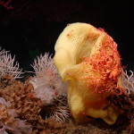 Seamount Life Is Unique Just Not In the Way We Thought