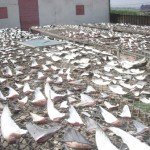 A San Diego 5th grader is trying to end shark finning, will you help?