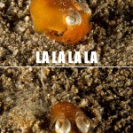 All hail! Bacteria that control their squid overlords