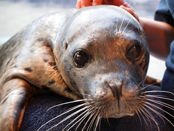 Floyd harbour_seal