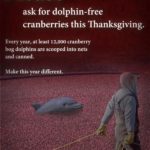 This Thanksgiving Remember the Cranberry Bog Dolphin