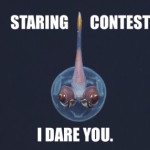 This squid won’t stop staring at you
