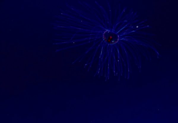 GoGoGadgetJellyFish