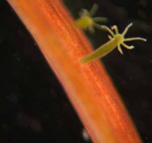 Small green Hydra, no more than a few millimeters tall, on a stick. Source: Wikipedia