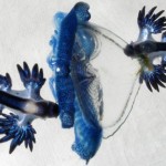 Release the Glaucus!