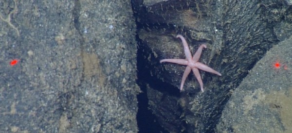 in situ