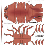 Deep Sea Japanese Papercraft
