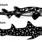 Not Quite the Shark that ate Esteban