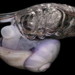 The harrowing life of the violet snail