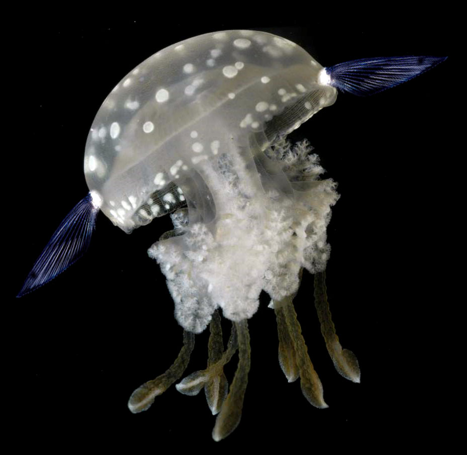 Jelly Fish