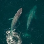 Enter the Kingdom of the Blue Whale