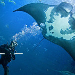 Ever seen a manta ray’s bellybutton?