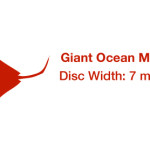 Whale Shark and Manta Ray Gif Roundup