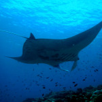 Mantas to Reef Fishes: I Drink Your Miltshake