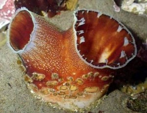 Photo of Warty-necked Piddock siphon system extended from it's burrow in a sandstone rock by Douglas Mason/Flickr from off Halfmoon Bay, California.