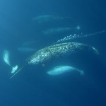 Battle of the living instrument platforms: Elephant Seals vs Narwhals