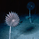 The 27 Best Deep-Sea Species: #25 Stalked Crinoids