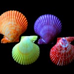 Malacology Monthly: A Look at Bivalves, From Both Sides Now