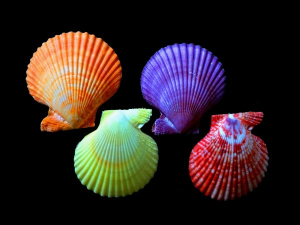 Noble Scallop 2