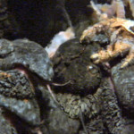 Another New Yeti Crab!!??