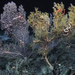 Given the choice, corals would prefer oil to dispersant