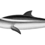 Do baby dolphins hear their parents?