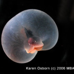 Pig Butt or Marine Worm?