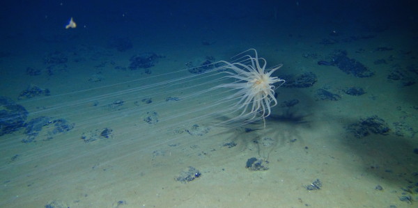 Relicanthus sp. seen in 2013. Photo credit: Diva Amon and Craig Smith, University of Hawaii at Manoa.