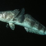 The real Alien vs. Predator is occurring right now in Antarctic waters