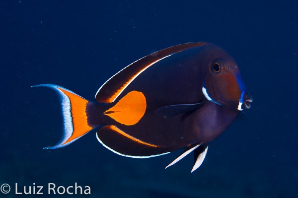 The orange, white and black Achilles Tang (Acanthurus achilles).