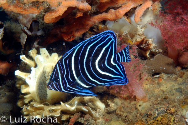 To celebrate the Royals, the white and blue juvenile Semicircle Angelfish (Pomacanthus semicirculatus).